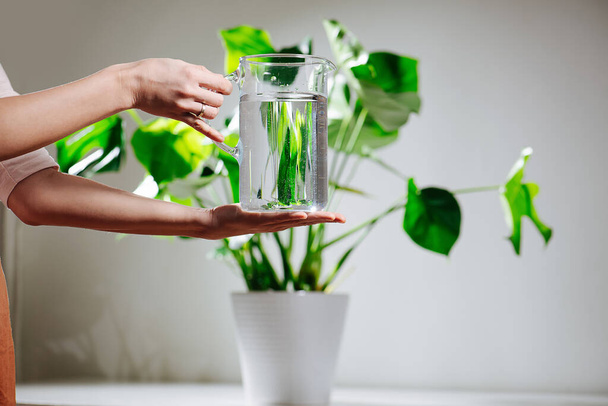 Mujer manos sosteniendo jarra de agua en frente de hermosa monstera saludable en una olla - Foto, Imagen