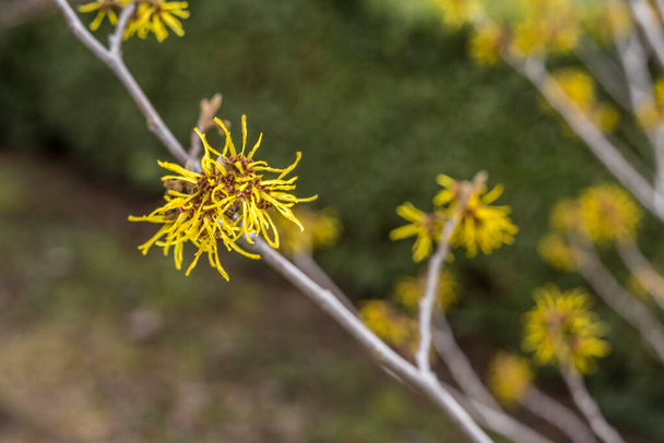fleur de noisette de sorcière jaune dans le jardin - Photo, image