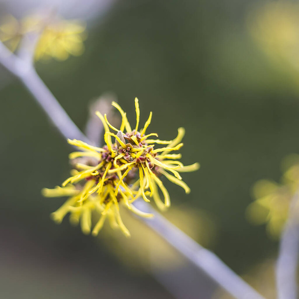 yellow witch hazel blossom in the garden - Photo, Image