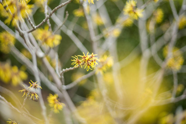Bahçede sarı fındık çiçeği - Fotoğraf, Görsel