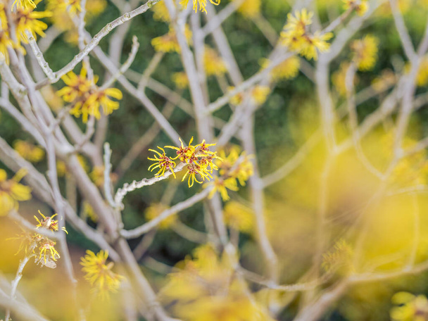 žlutá čarodějnice lískový květ v zahradě - Fotografie, Obrázek