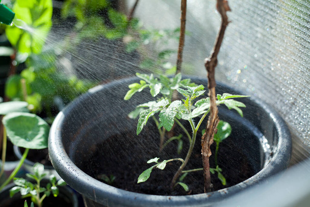 Puutarhanhoito - nuorten tomaattien taimet kierrätysmuovista valmistetuissa kierrätysruukuissa DIY-kasvihuoneessa. - Valokuva, kuva