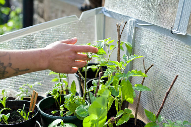Žena zahradnice kontroluje zeleninu na zahradě. Rostlinná péče o mladé sazenice, všechny rostliny rostoucí v recyklovaných květináčích v domácím skleníku. - Fotografie, Obrázek