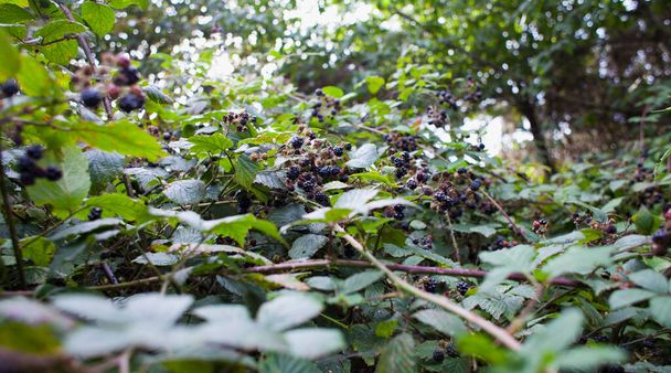 Кормление дикой пищи - летние кусты ягоды, полные фруктов. Blackberry являются родными растениями для умеренных регионов Европы, общие продукты питания из изгородей. - Фото, изображение