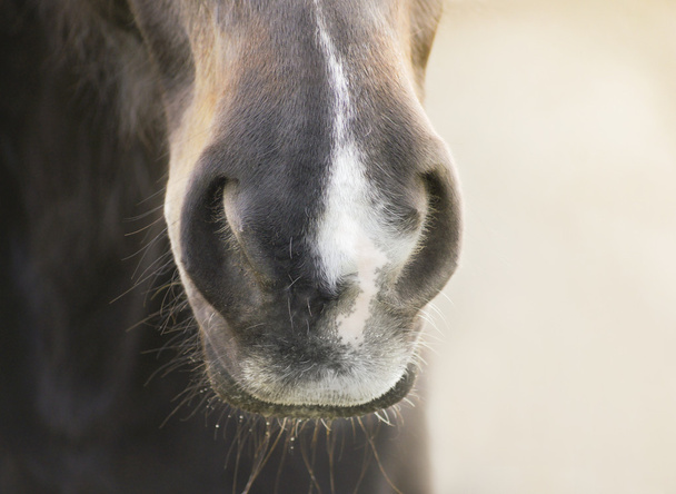 Horses nose with a white mark, details - Foto, imagen