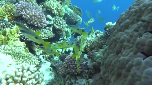 紅海のサンゴ礁で美しい魚. - 映像、動画