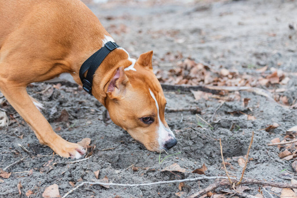 Ormanda koşan Amerikan personeli Terrier. Stamford Teriyer Köpeği. - Fotoğraf, Görsel