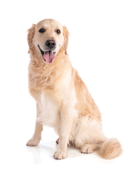 Золотий собака-ретривер сидить з нетерпінням чекаючи на білому тлі
 - Фото, зображення
