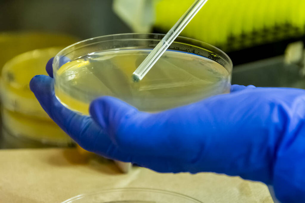 研究者は、層流フードの下に寒天プレート上に細菌の液体媒体を広げる。現代の研究室で行われた微生物学の研究は、終わります - 写真・画像