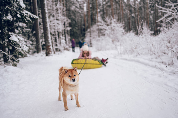 Little cute girl in pink warm outwear having fun with red shiba inu dog rides inflatable snow tube in snowy white cold winter outdoors. Family sport vacation activities - Photo, Image