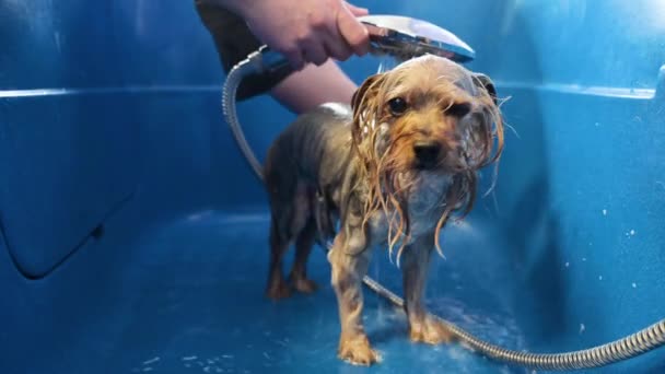 Profissional pet groomer lavagem Yorkshire terrier com shampoo no salão de pet grooming.  - Filmagem, Vídeo