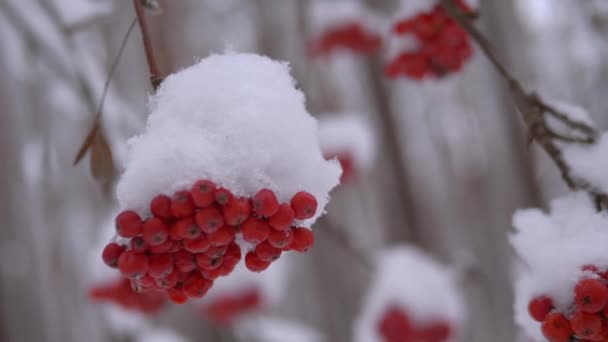 Manojo de Rowan bajo la nieve - Imágenes, Vídeo