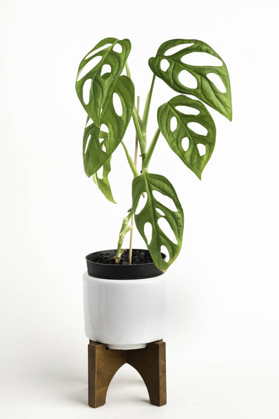 Una toma de estudio formal de la planta de Monstera adansonii en una maceta de diseño moderno de mediados de siglo blanco con soporte de madera sobre un fondo blanco liso. - Foto, imagen