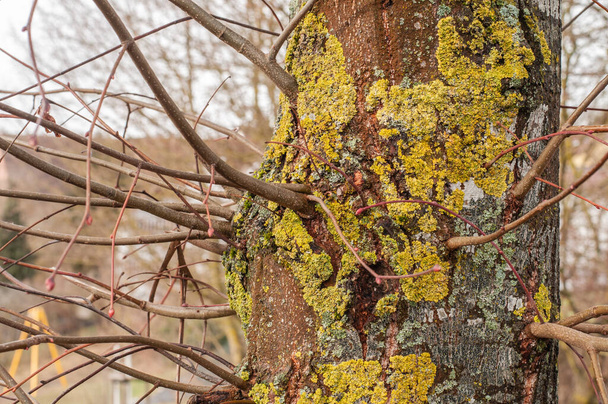 detailní záběr kmene stromu s bezlistými větvemi v zimě, kůra se pěstuje s listovými lišejníky - Fotografie, Obrázek