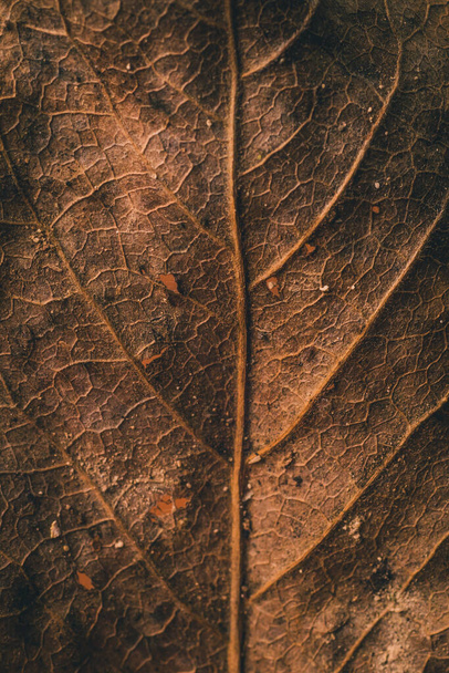 乾燥した茶色の葉の目に見える静脈とテクスチャを閉じるか、マクロ写真。茶色の葉の垂直写真。秋の背景の概念. - 写真・画像