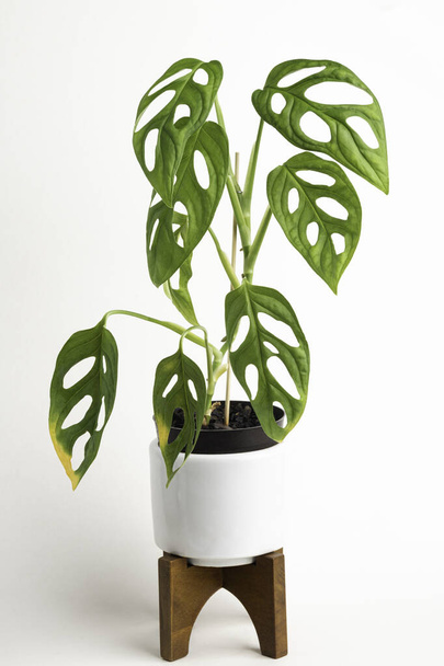 A formal studio shot of the Monstera adansonii plant on a white mid-century modern design pot with wood stand set on a plain white background. - 写真・画像