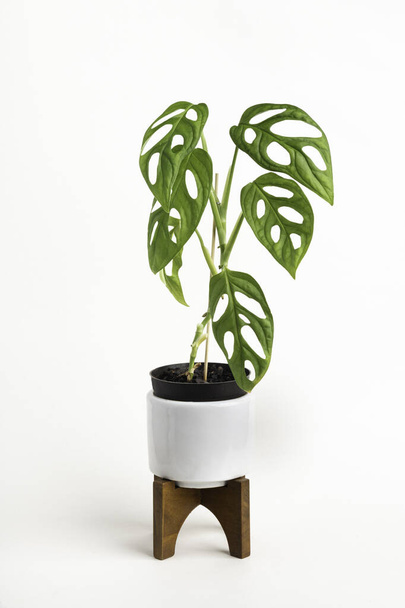 Formális stúdiófelvétel a Monstera adansonii növény egy fehér középszázadi modern design pot fa stand meg egy egyszerű fehér háttér. - Fotó, kép