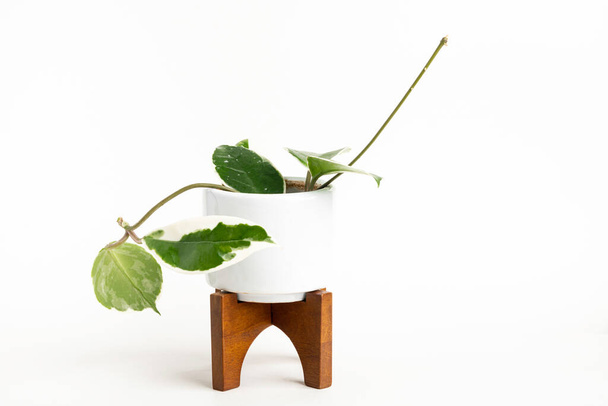 Formális stúdiófelvétel a Hoya canosa növényről egy fehér, századközepi modern formatervezési edényen, faállvánnyal, egyszerű fehér háttérrel.. - Fotó, kép