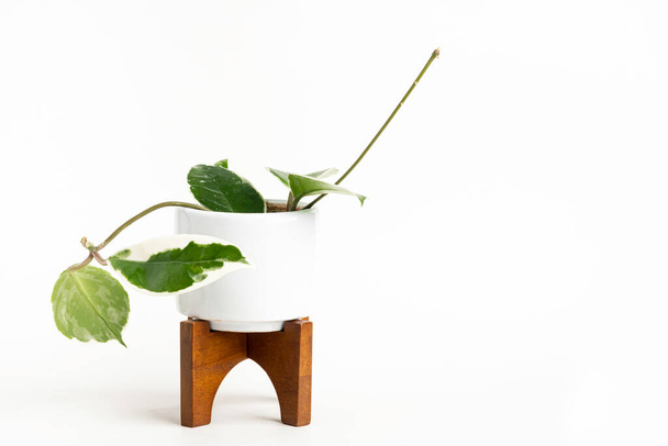 Eine formale Studioaufnahme der Hoya canosa Pflanze auf einem weißen Topf mit modernem Design Mitte des Jahrhunderts mit Holzständer auf einem schlichten weißen Hintergrund. - Foto, Bild