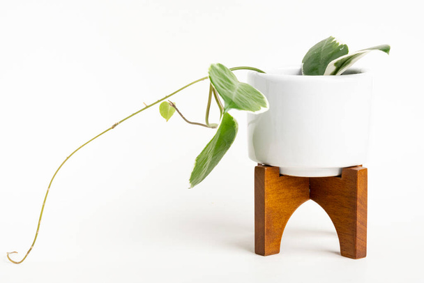 Um estúdio formal da planta de Hoya canosa em um pote de design moderno branco de meados do século com suporte de madeira em um fundo branco liso. - Foto, Imagem