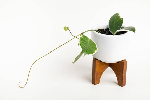 Una toma formal de estudio de la planta de Hoya canosa sobre una maceta de diseño moderno blanca de mediados de siglo con soporte de madera sobre un fondo blanco liso. - Foto, Imagen