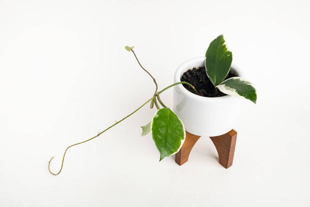 Formális stúdiófelvétel a Hoya canosa növényről egy fehér, századközepi modern formatervezési edényen, faállvánnyal, egyszerű fehér háttérrel.. - Fotó, kép
