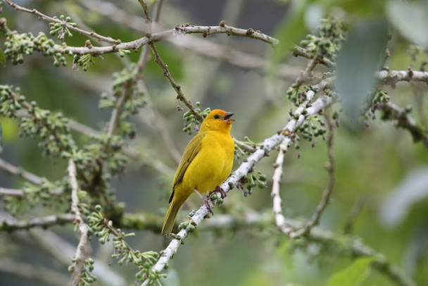 Saffron finch (Sicalis flaveola) em Equador - Foto, Imagem