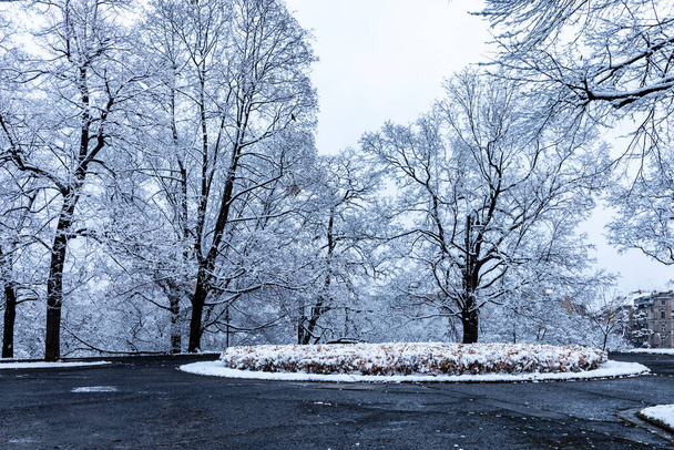 Aamu puistossa täynnä lunta ja polkuja puiden ympärillä - Valokuva, kuva