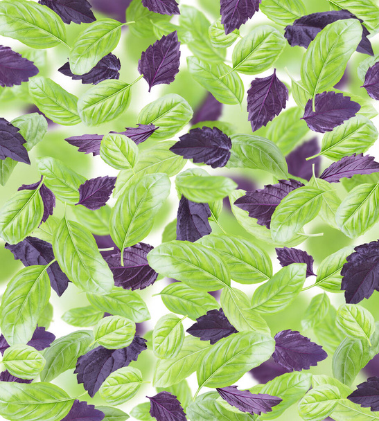 Basil isolated. Basil leaf on a white background. Basil leaves in dynamics. - Fotoğraf, Görsel