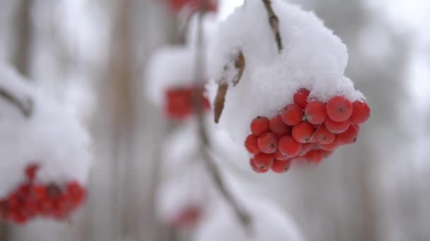 Bunch of red mountain ash under the snow - Felvétel, videó