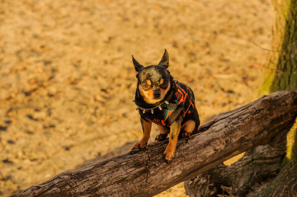ペット犬Chihuahua通りを歩く。散歩中の可愛い子犬。自然と犬。日没時に - 写真・画像