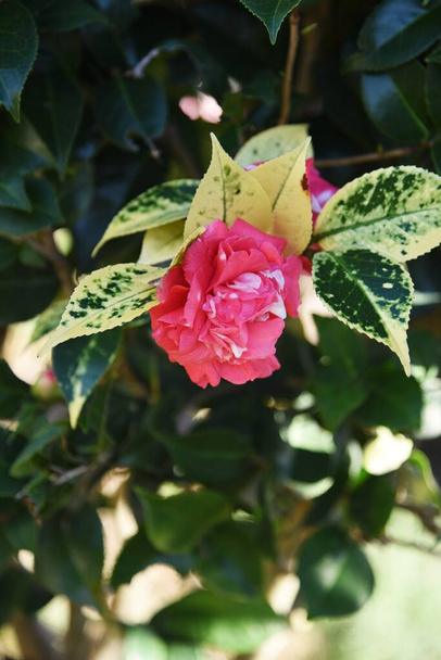Camellia japonica llamada 'Daikagura' en Japón. - Foto, imagen
