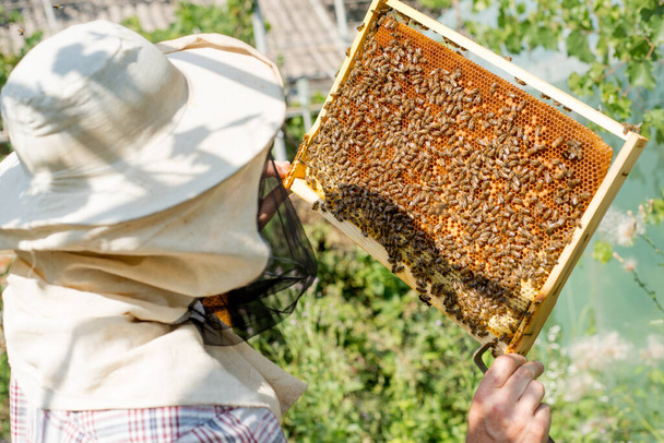 beekeeper holding a honeycomb full of bees closeup - Fotoğraf, Görsel
