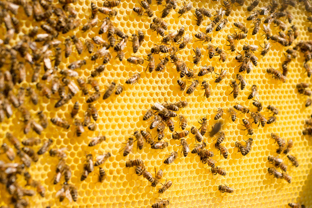 honeycomb full of bees closeup - Foto, Imagem