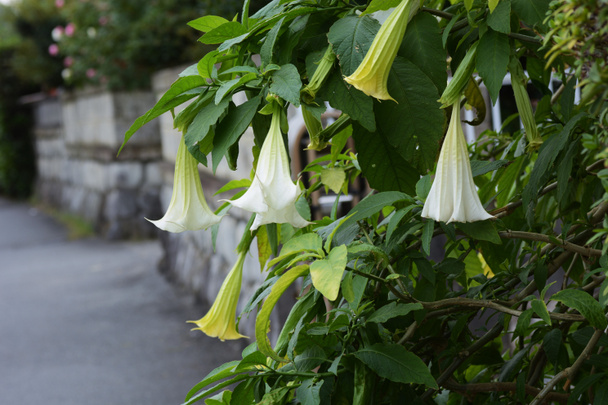 Trombeta-de-anjo (Brugmansia) flores brancas / Solanaceae planta tóxica - Foto, Imagem