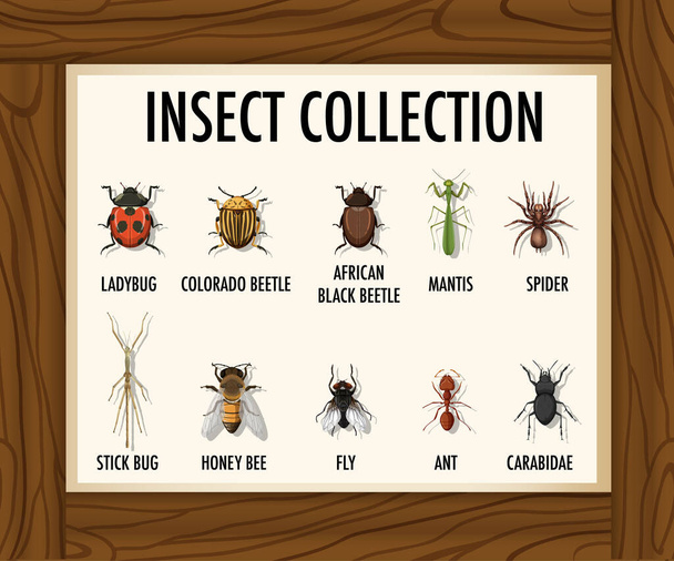 Set of insect collection banner on wooden table illustration - Vetor, Imagem