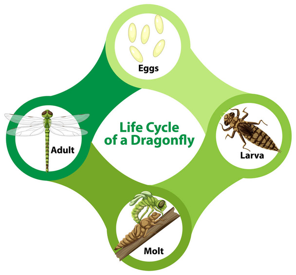Diagram znázorňující životní cyklus ilustrace vážky - Vektor, obrázek