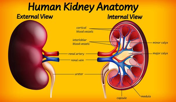 Ihmisen munuaisten anatomian kaavio kuva - Vektori, kuva