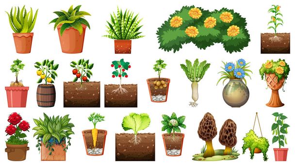 Set verschiedener Pflanzen in Töpfen isoliert auf weißem Hintergrund Illustration - Vektor, Bild