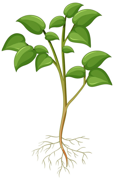 Εμφάνιση φυτού με ρίζες απομονωμένες σε λευκό φόντο εικονογράφηση - Διάνυσμα, εικόνα