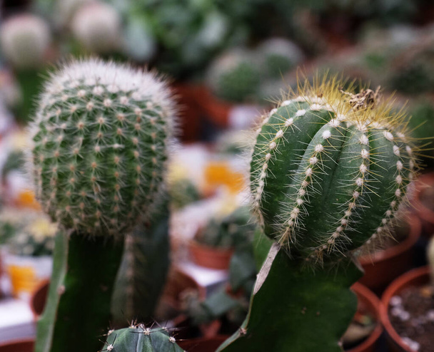 Various types of green cactus pots in the shop, close up - Photo, image