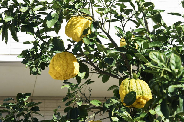 Pseudogulgul fruits / Rutaceae evergreen shrub - Фото, изображение