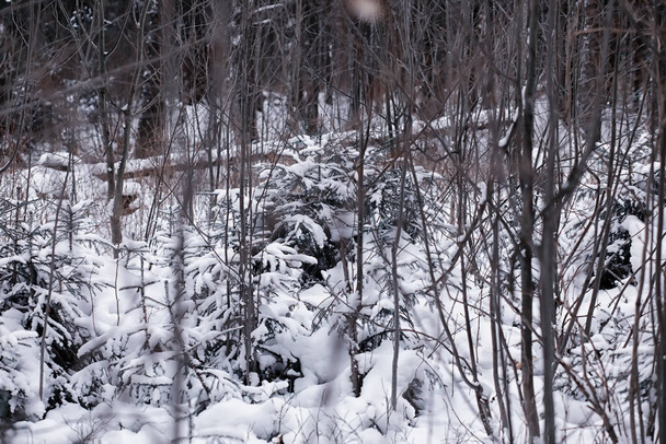 Téli erdős táj. Magas fák hótakaró alatt. Januári fagyos nap a parkban. - Fotó, kép