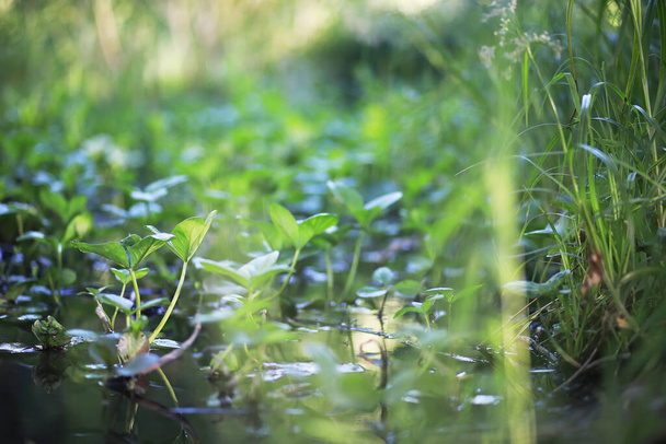 estanque con algodoncillo, plantas pantanosas, nenúfares y lirios victoria amazonica - Foto, Imagen