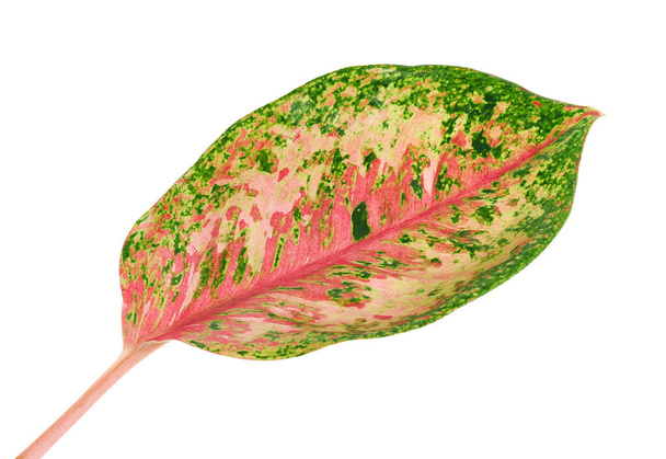 Liście Aglaonema, Różowe liście aglaonema, Egzotyczne liście tropikalne, odizolowane na białym tle z ścieżką wycinania                                - Zdjęcie, obraz