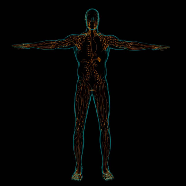Ανθρώπινη Λεμφική Ανατομία Κόμβων Για Ιατρική Έννοια 3D Εικονογράφηση - Φωτογραφία, εικόνα