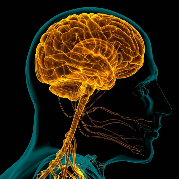 Tıbbi Konsept için İnsan Beyni Anatomisi 3 boyutlu İllüstrasyon - Fotoğraf, Görsel