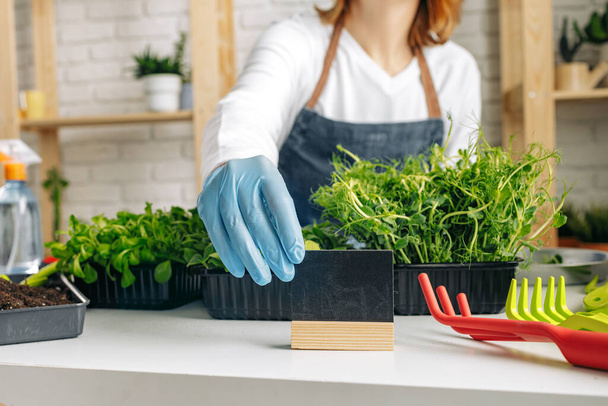 Unrecognizable gardener growing microgreens indoors close up - Foto, imagen