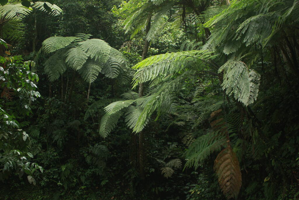 prachtige varens bomen in de tropische jungle van het eiland Java, Indonesië - Foto, afbeelding