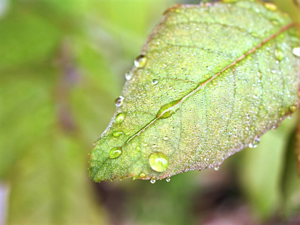 Zbliżenie zielony liść z kroplami wody w ogrodzie z miękkim ostrością i rozmytym tłem, deszcz na przyrodę wzrosła urlopu, rosa na roślinach - Zdjęcie, obraz